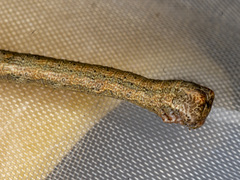 Ectropis excursaria