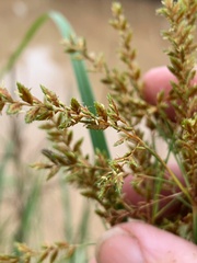 Cyperus pilosus