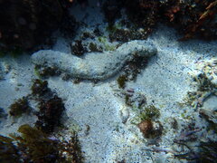 Holothuria atra