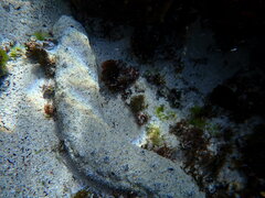 Holothuria atra