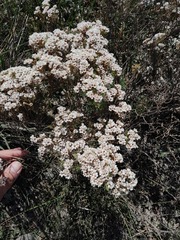 Diosma hirsuta