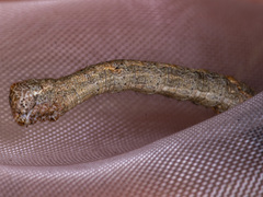 Ectropis excursaria