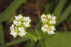 Valerianella radiata