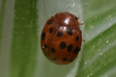 Subcoccinella vigintiquatuorpunctata