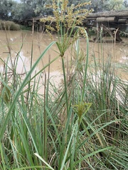 Cyperus pilosus