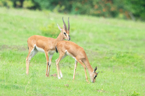 Indian Gazelle