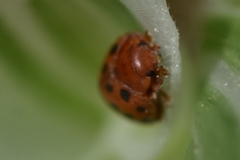 Subcoccinella vigintiquatuorpunctata