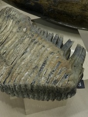 Mammuthus