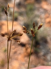 Fimbristylis