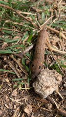 Hippotion celerio