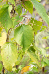 Acalypha angatensis