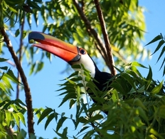 Ramphastos toco