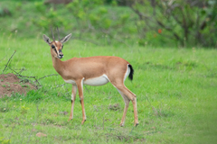 Gazella bennettii