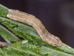 Ectropis excursaria
