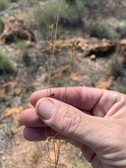 Fimbristylis