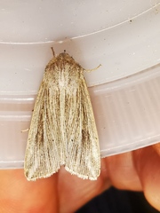 Mythimna riparia