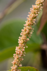 Acalypha angatensis
