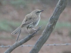 Cincloramphus mathewsi