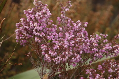 Erica hirtiflora