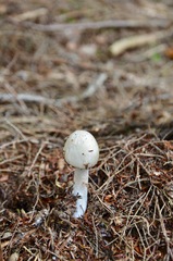 Amanita virosa