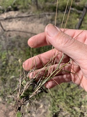 Fimbristylis
