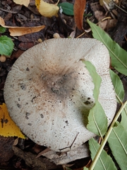 Leucoagaricus barssii