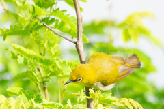 Zosterops palpebrosus