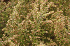 Erica hispidula