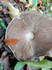 Leucoagaricus barssii