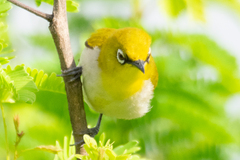 Zosterops palpebrosus