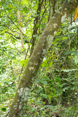 Ficus irisana