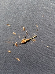 Fimbristylis