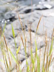 Pogonatherum crinitum