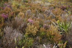 Erica hispidula
