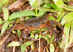 Potamidae