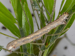 Ectropis excursaria