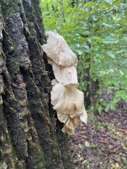 Pleurotus