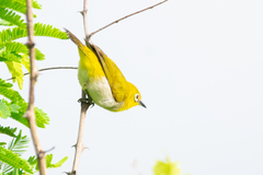 Zosterops palpebrosus