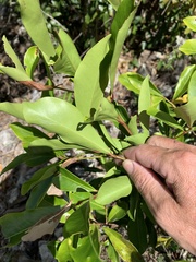 Myrsine crassifolia