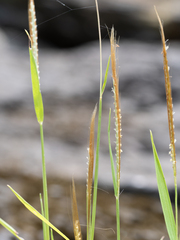 Pogonatherum crinitum
