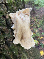 Pleurotus