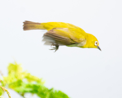 Zosterops palpebrosus