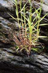 Pogonatherum crinitum