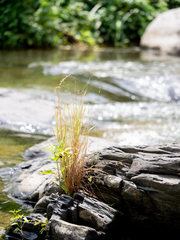 Pogonatherum crinitum