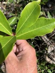 Myrsine crassifolia