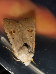 Caradrina