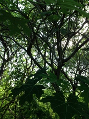 Cnidoscolus megacanthus