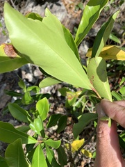 Myrsine crassifolia