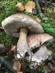 Leccinum