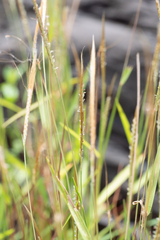 Pogonatherum crinitum